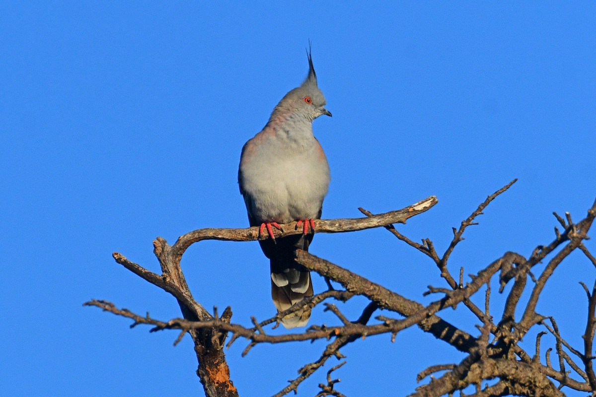 Crested Pigeon - ML619714660