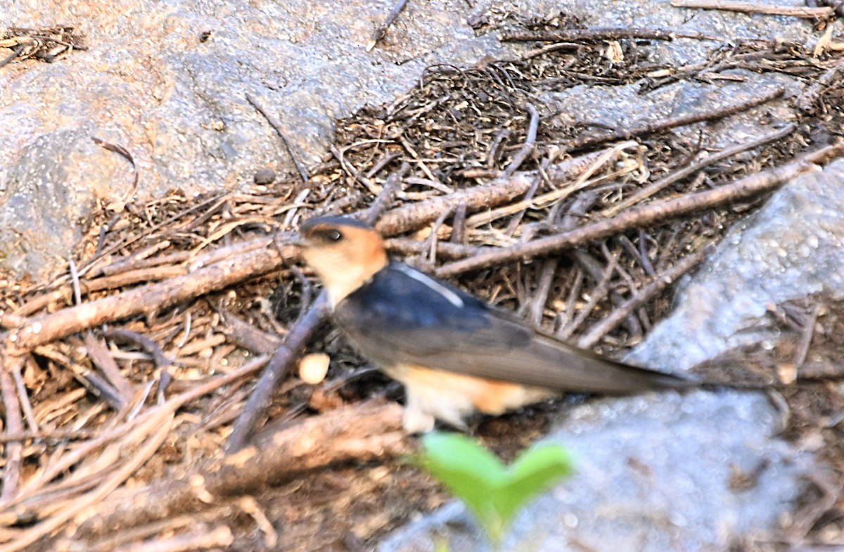 Red-rumped Swallow - ML619714680