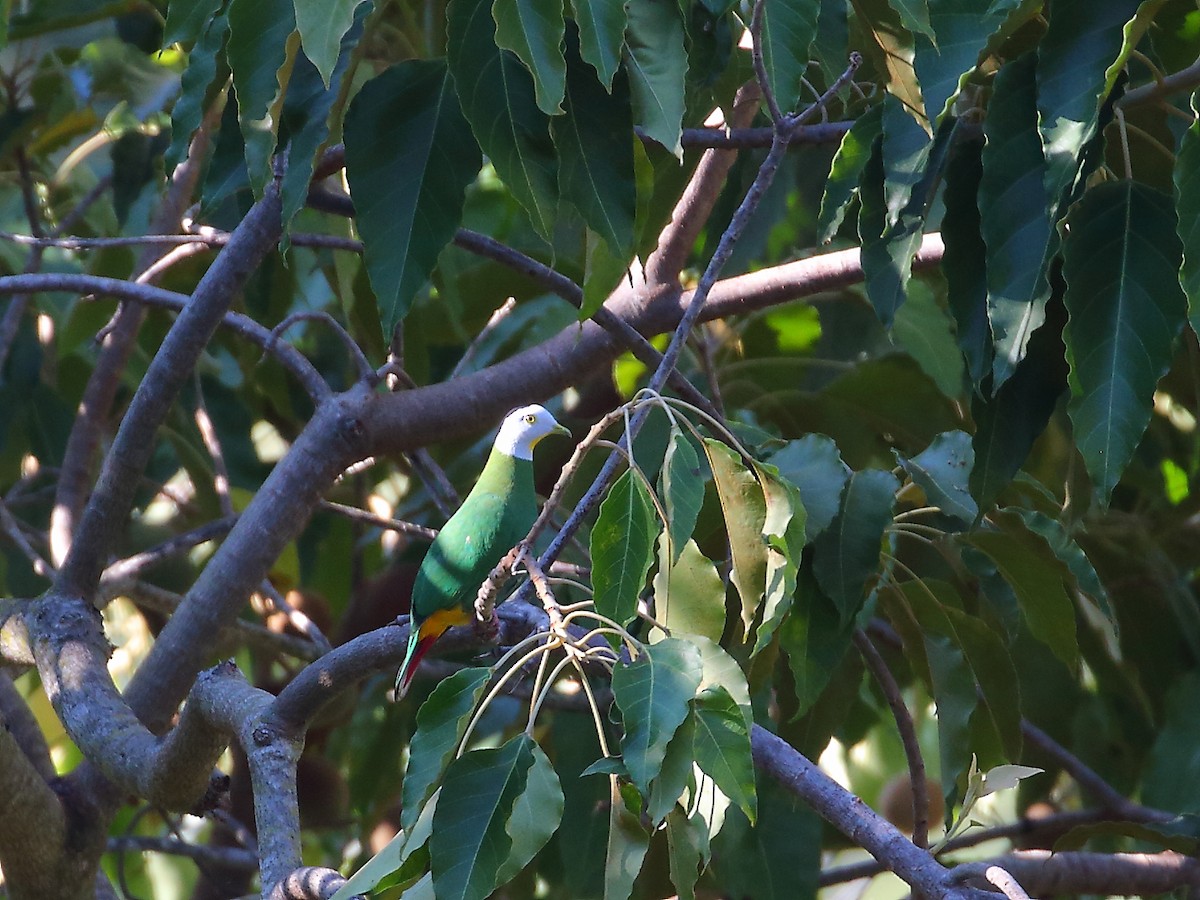 Black-naped Fruit-Dove - ML619714716
