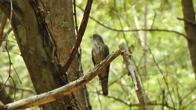 Common Hawk-Cuckoo - ML619714758