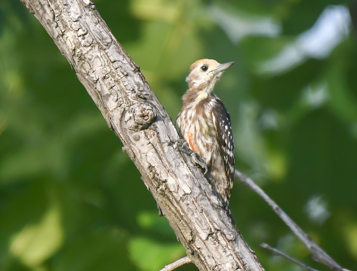 Yellow-crowned Woodpecker - ML619714797