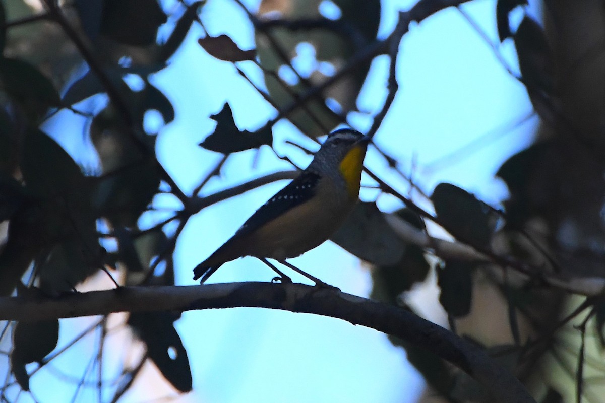Spotted Pardalote - ML619714841