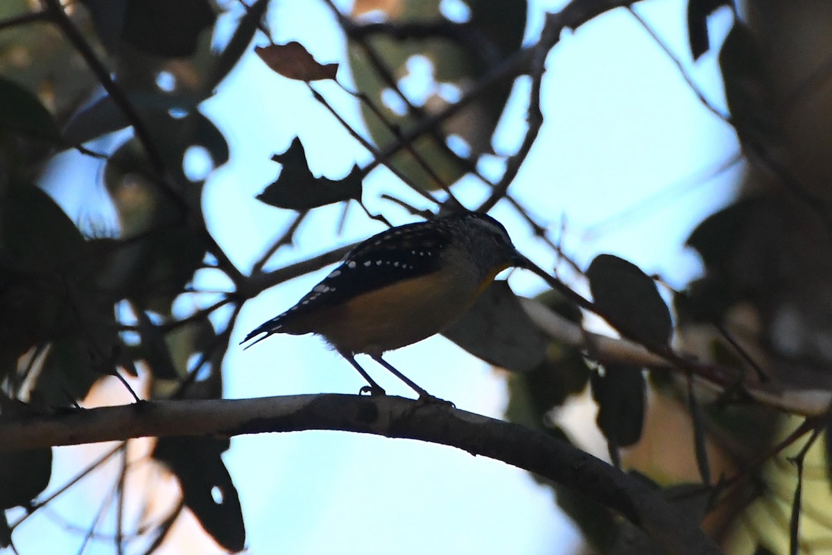 Spotted Pardalote - ML619714848