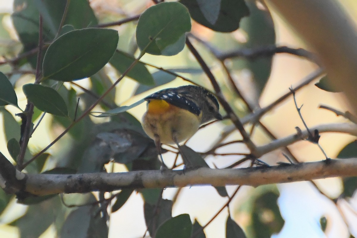 Spotted Pardalote - ML619714851