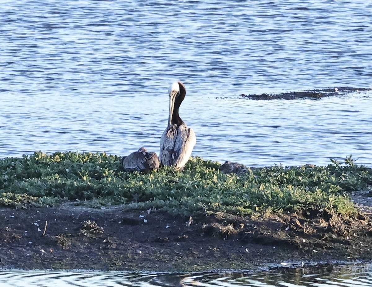 pelikán hnědý - ML619714855
