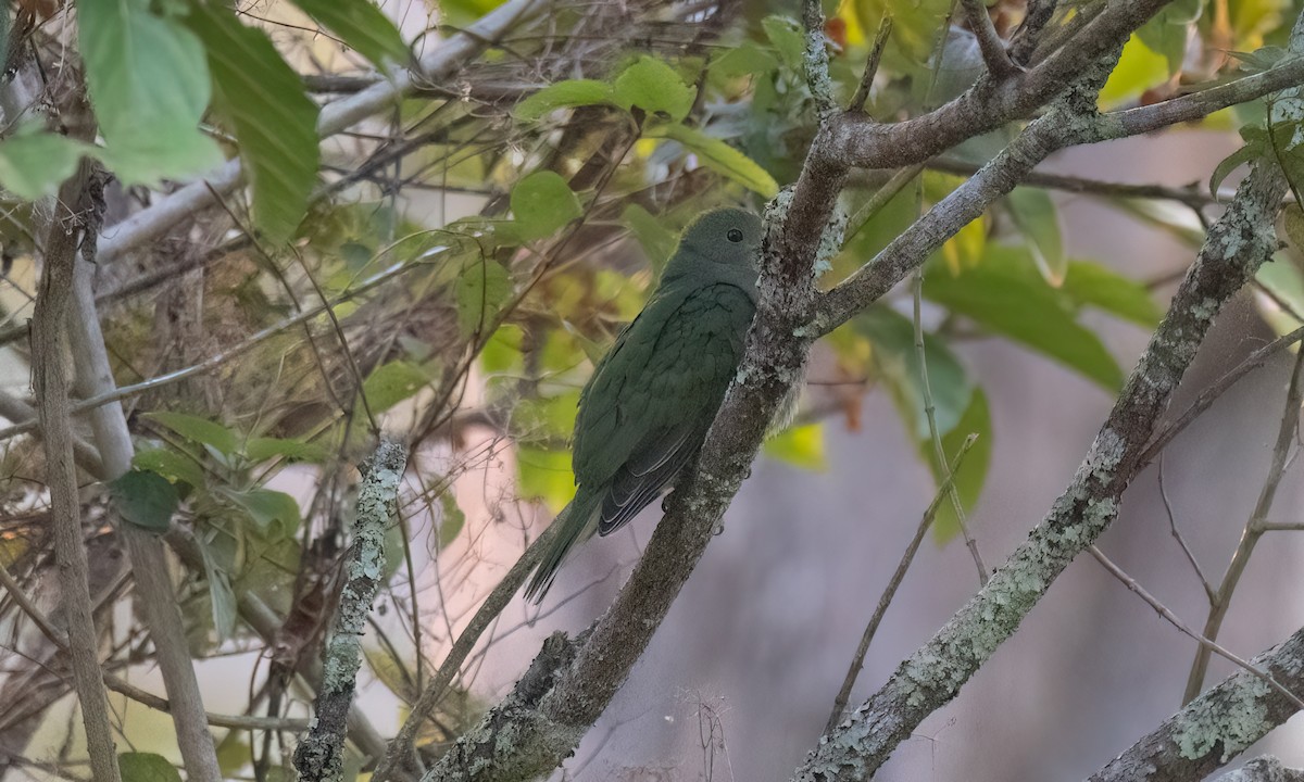 Yellow-breasted Fruit-Dove - ML619714869