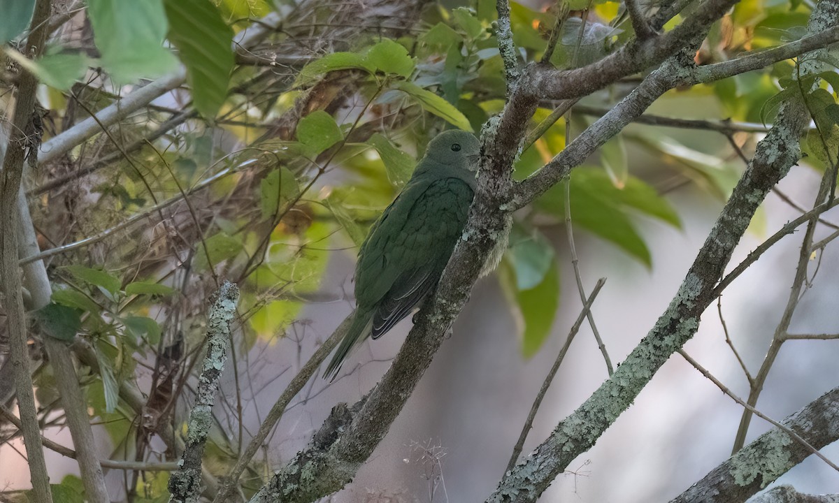 Yellow-breasted Fruit-Dove - ML619714870