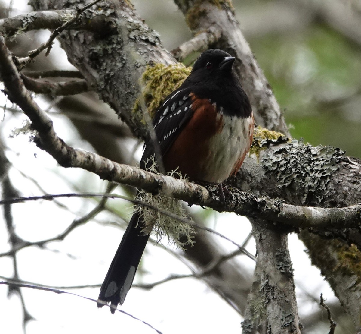 Spotted Towhee - ML619714877