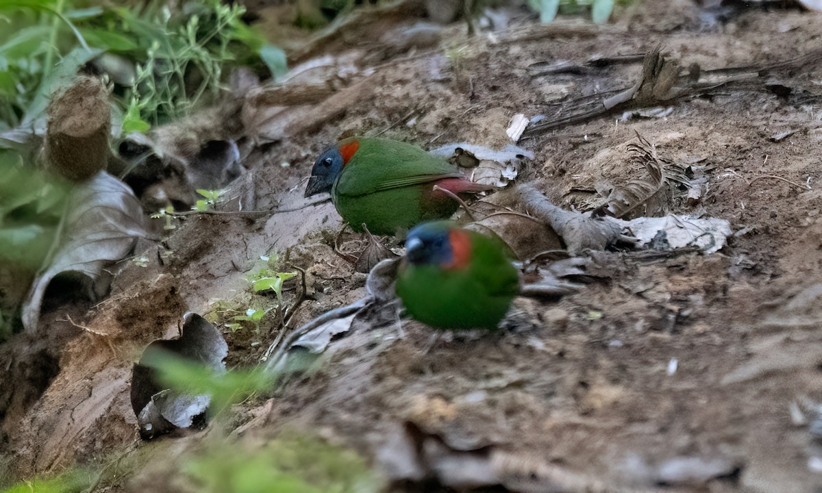 Red-eared Parrotfinch - ML619714896