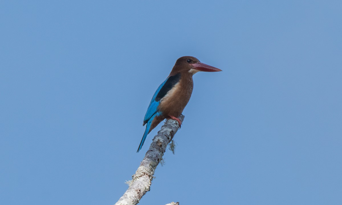 Brown-breasted Kingfisher - ML619714908