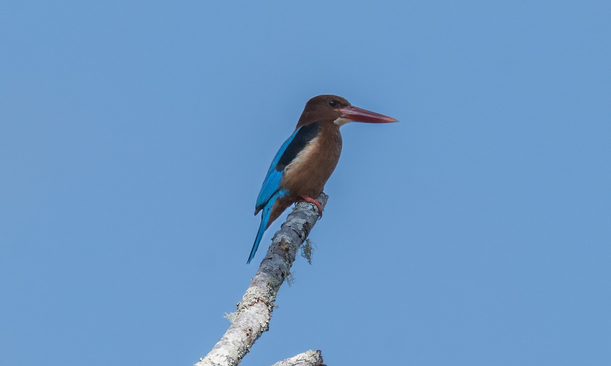 Brown-breasted Kingfisher - ML619714909