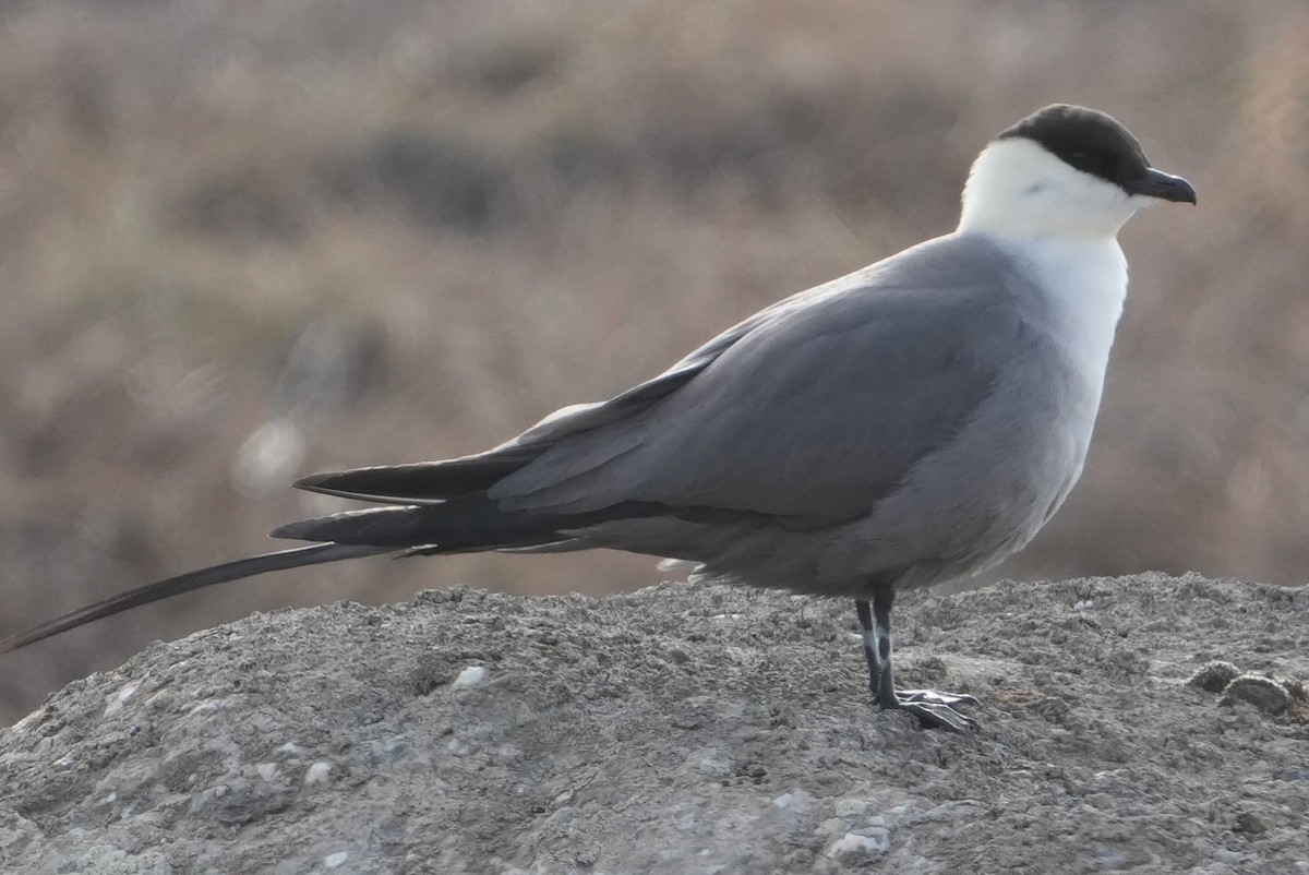 Long-tailed Jaeger - ML619714933