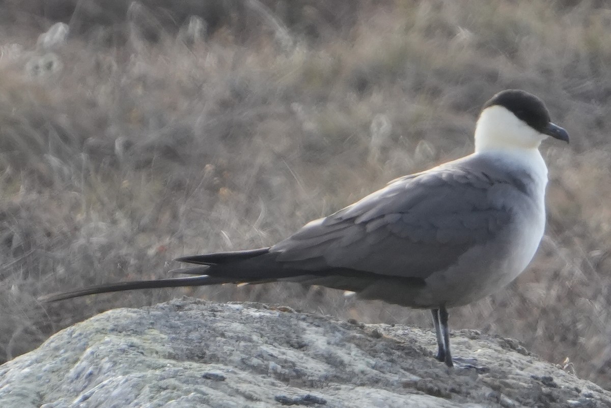 Long-tailed Jaeger - ML619714935
