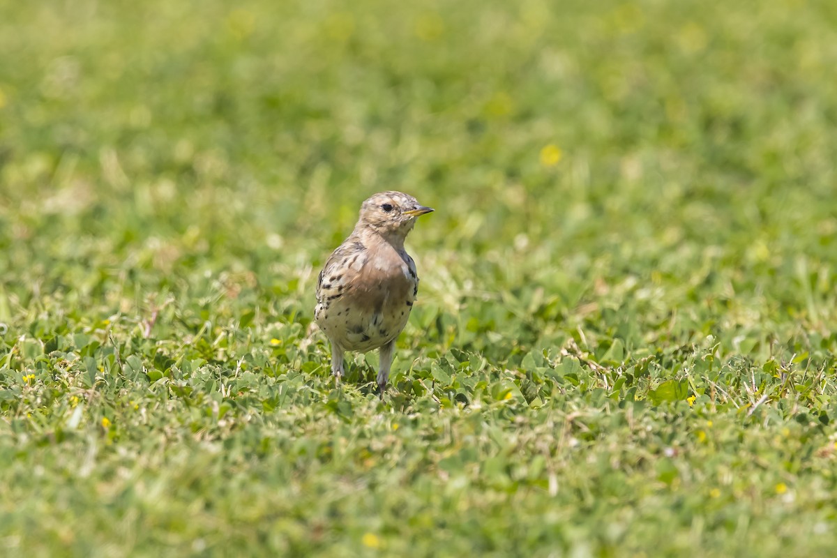 Red-throated Pipit - ML619714967