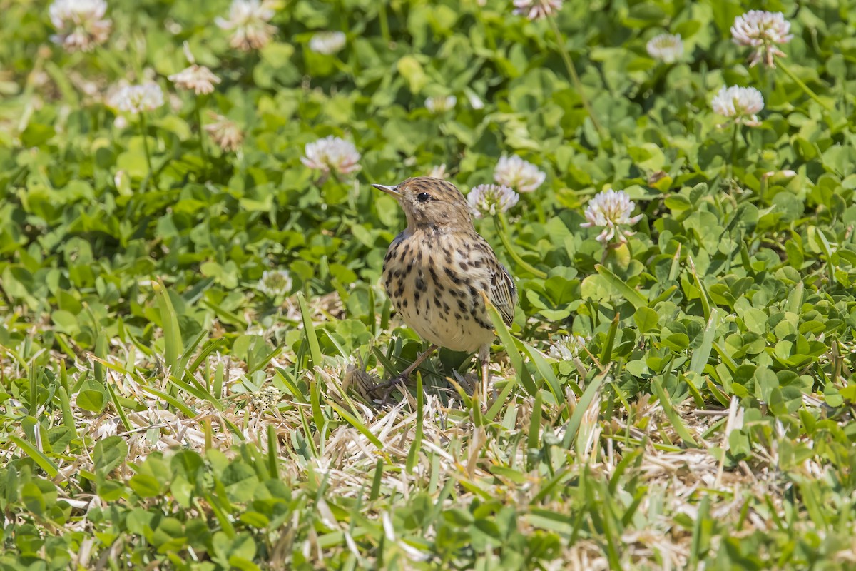 Red-throated Pipit - ML619714968