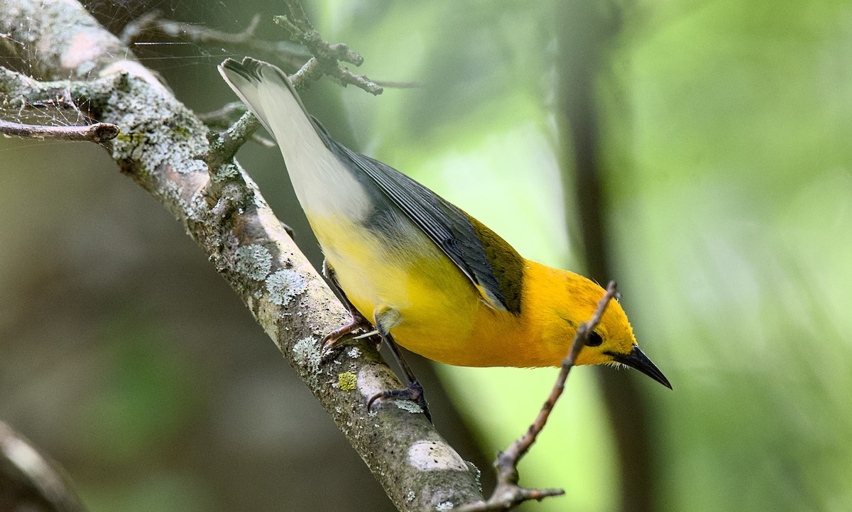 Prothonotary Warbler - ML619714985