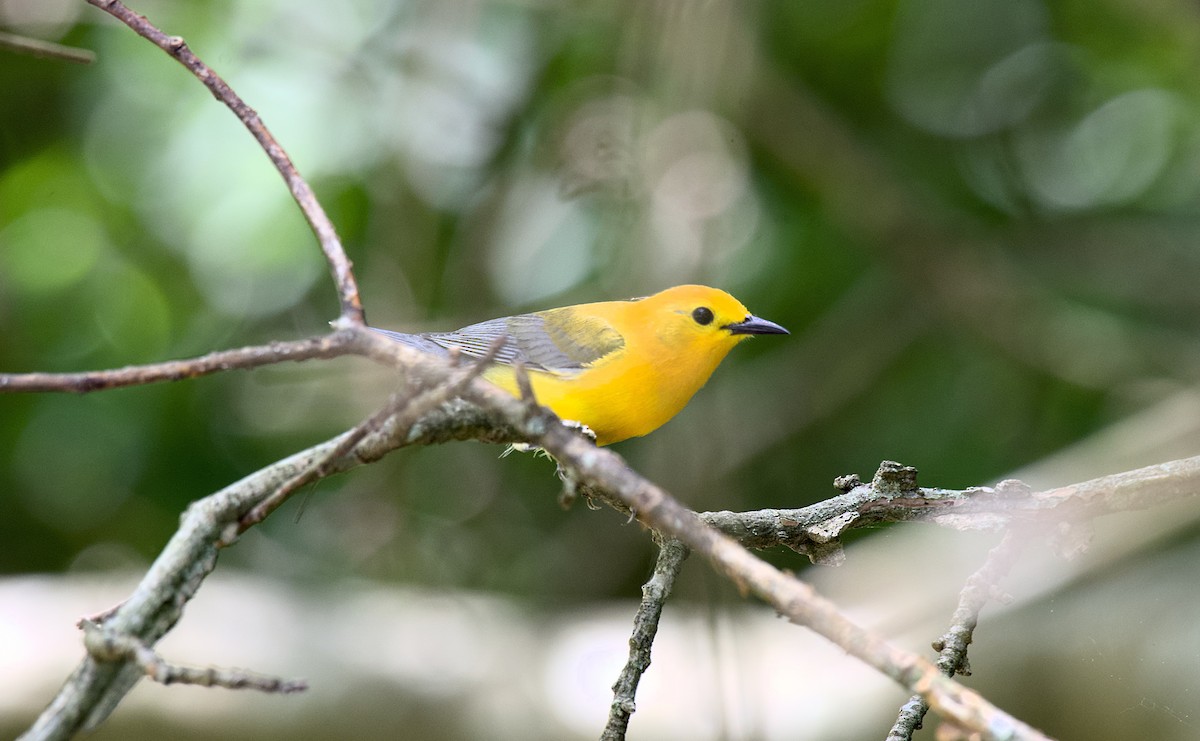 Prothonotary Warbler - ML619714987