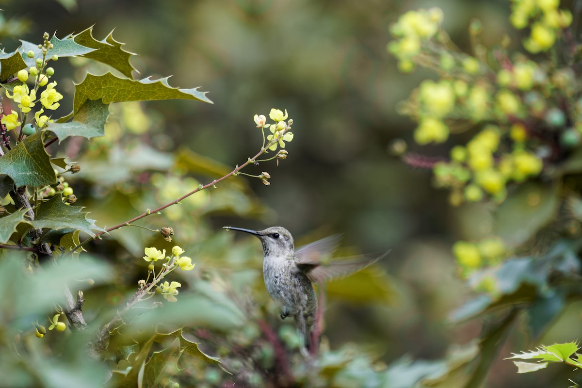 Anna's Hummingbird - ML619714990