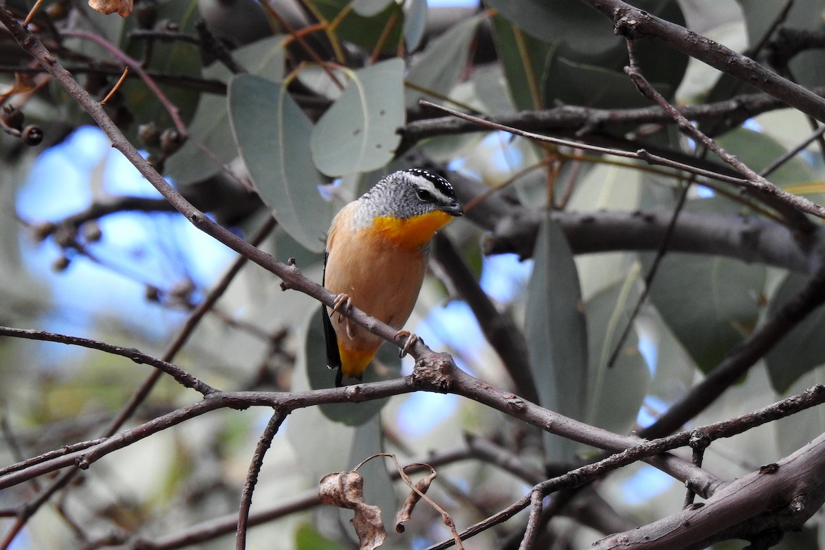 Spotted Pardalote - ML619715002