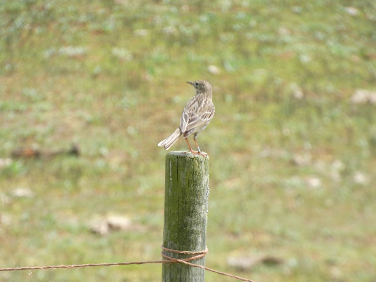 Meadow Pipit - ML619715004