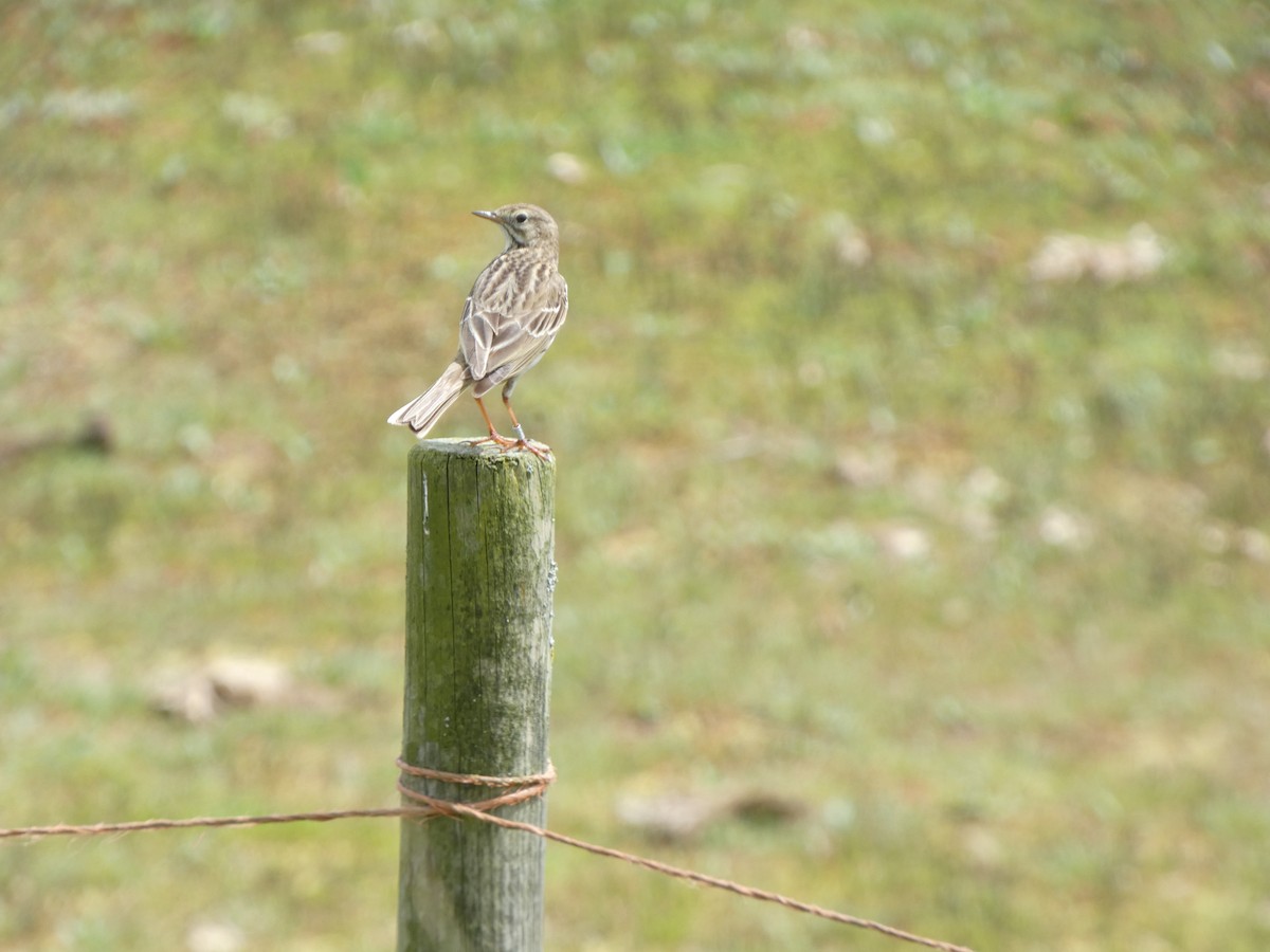 Meadow Pipit - ML619715005