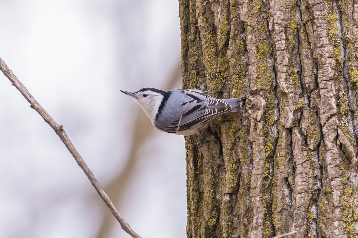 White-breasted Nuthatch - ML619715040
