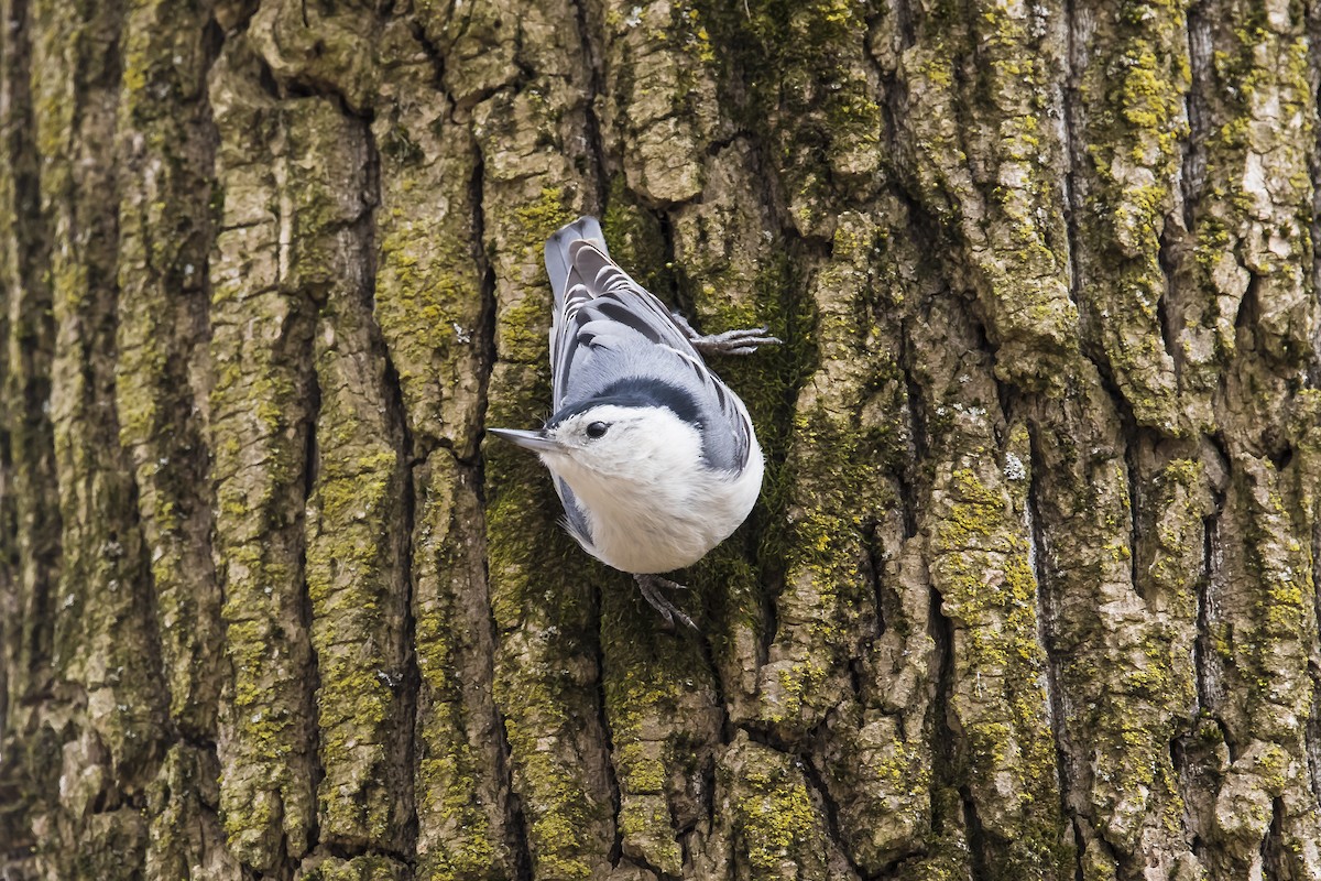 White-breasted Nuthatch - ML619715041
