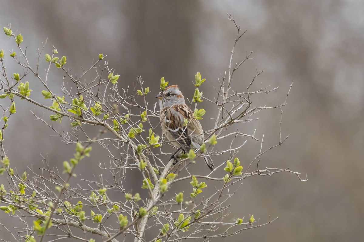 American Tree Sparrow - ML619715042