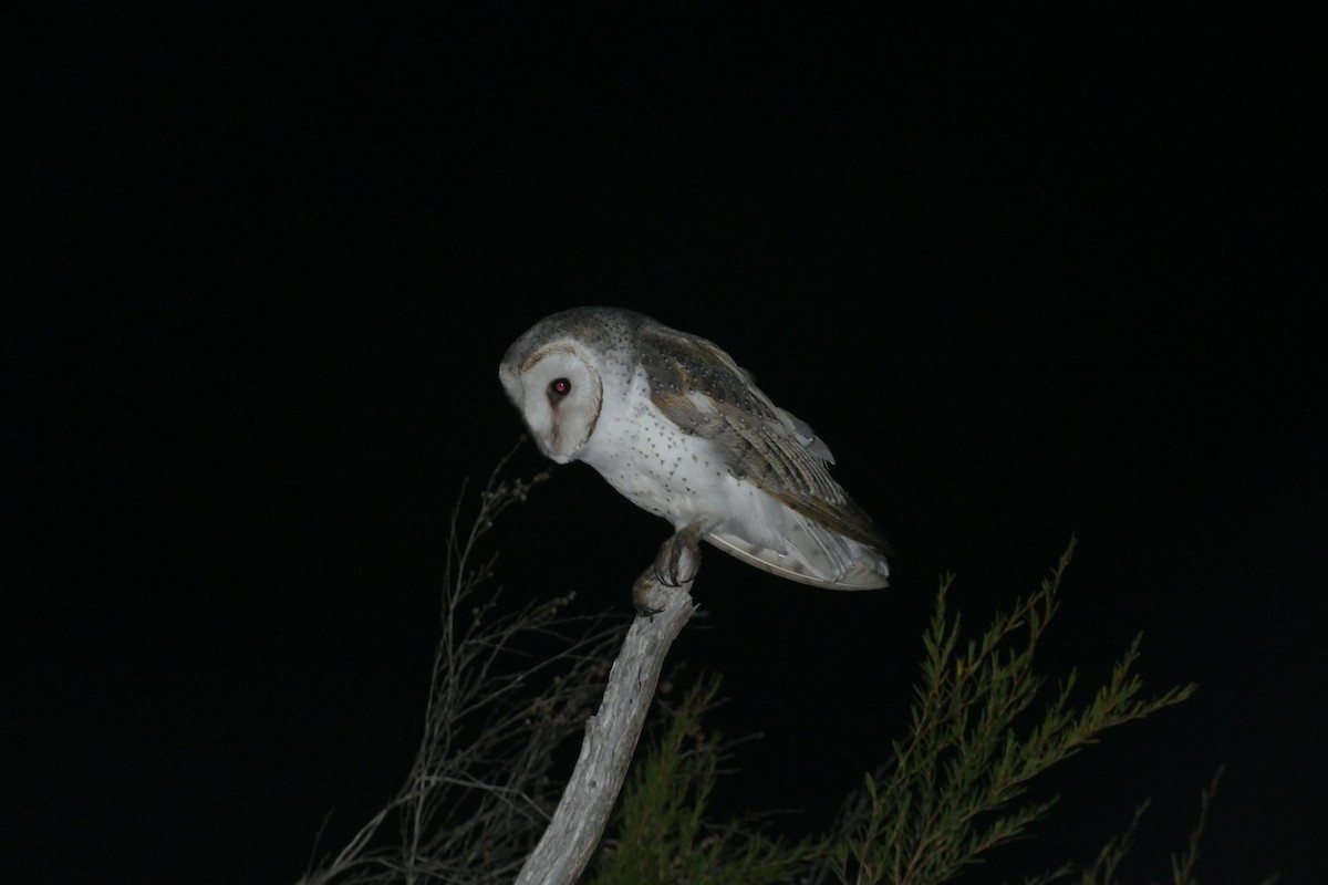Barn Owl - ML619715060