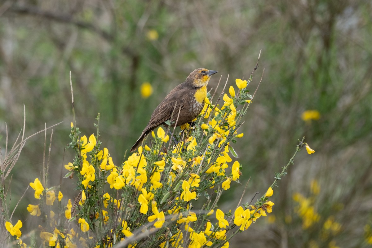 Yellow-headed Blackbird - ML619715177