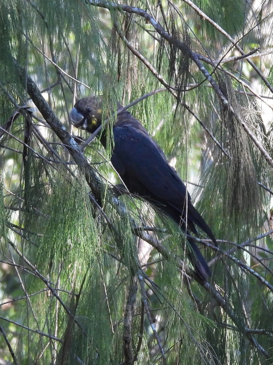 kakadu hnědohlavý - ML619715204