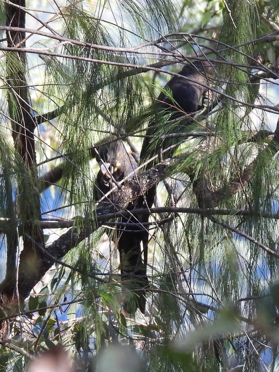 kakadu hnědohlavý - ML619715205