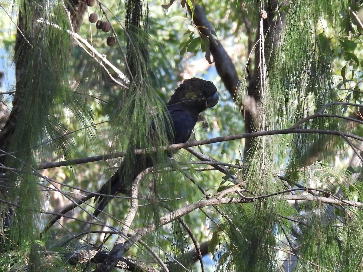 kakadu hnědohlavý - ML619715206
