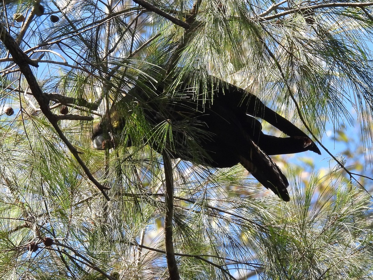 kakadu hnědohlavý - ML619715207
