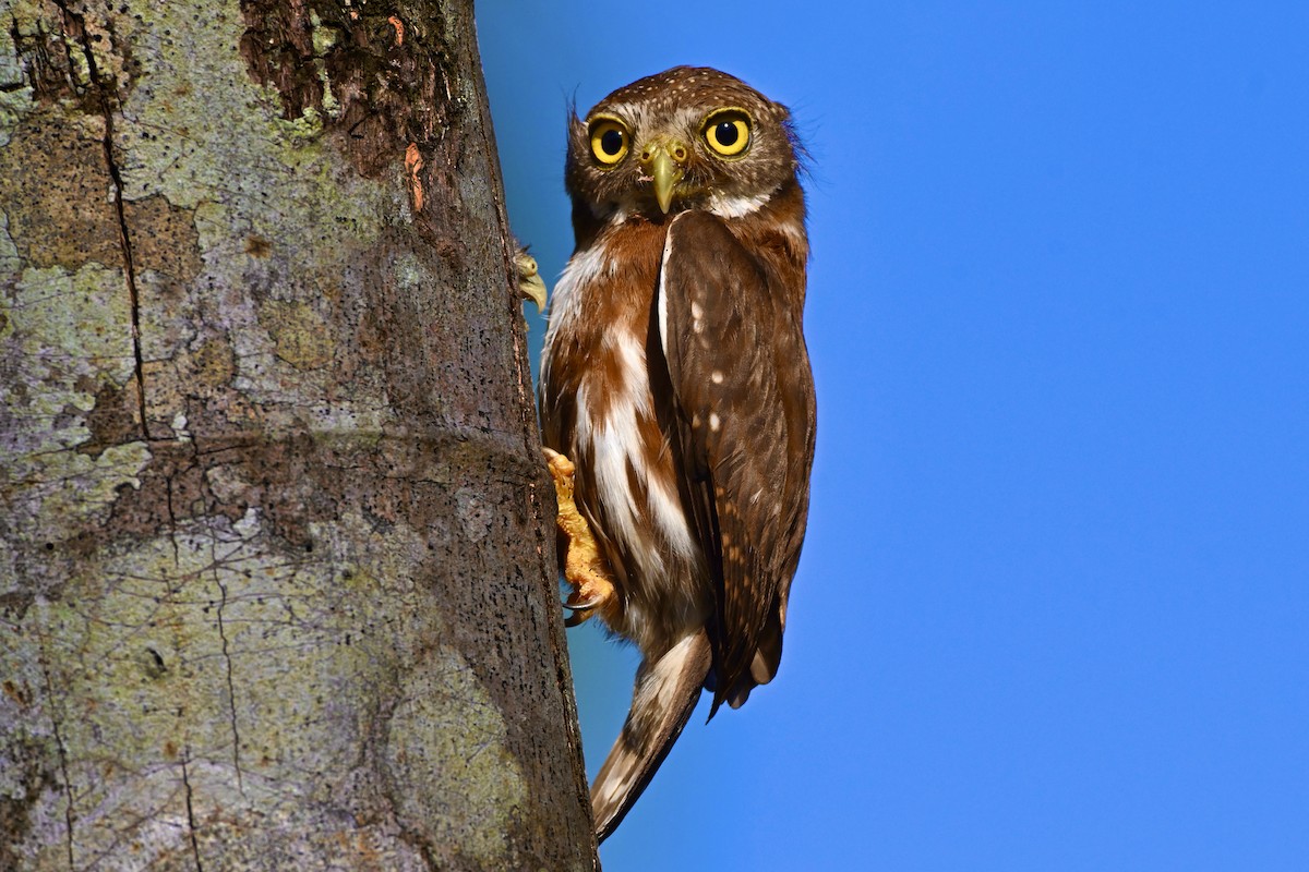 Central American Pygmy-Owl - ML619715212