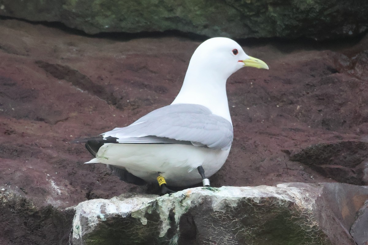 Mouette tridactyle - ML619715281