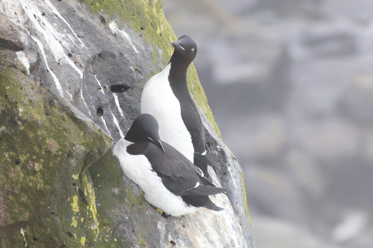 Thick-billed Murre - ML619715301