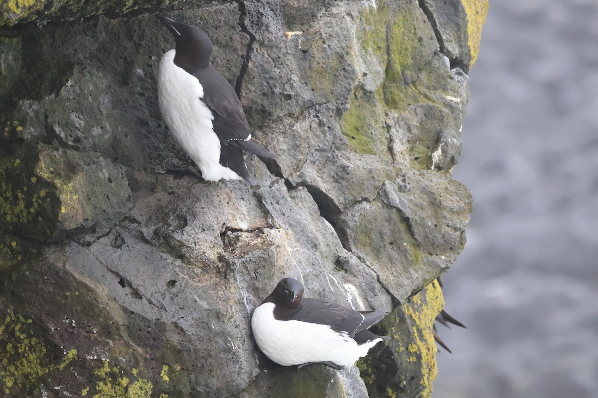 Thick-billed Murre - ML619715304