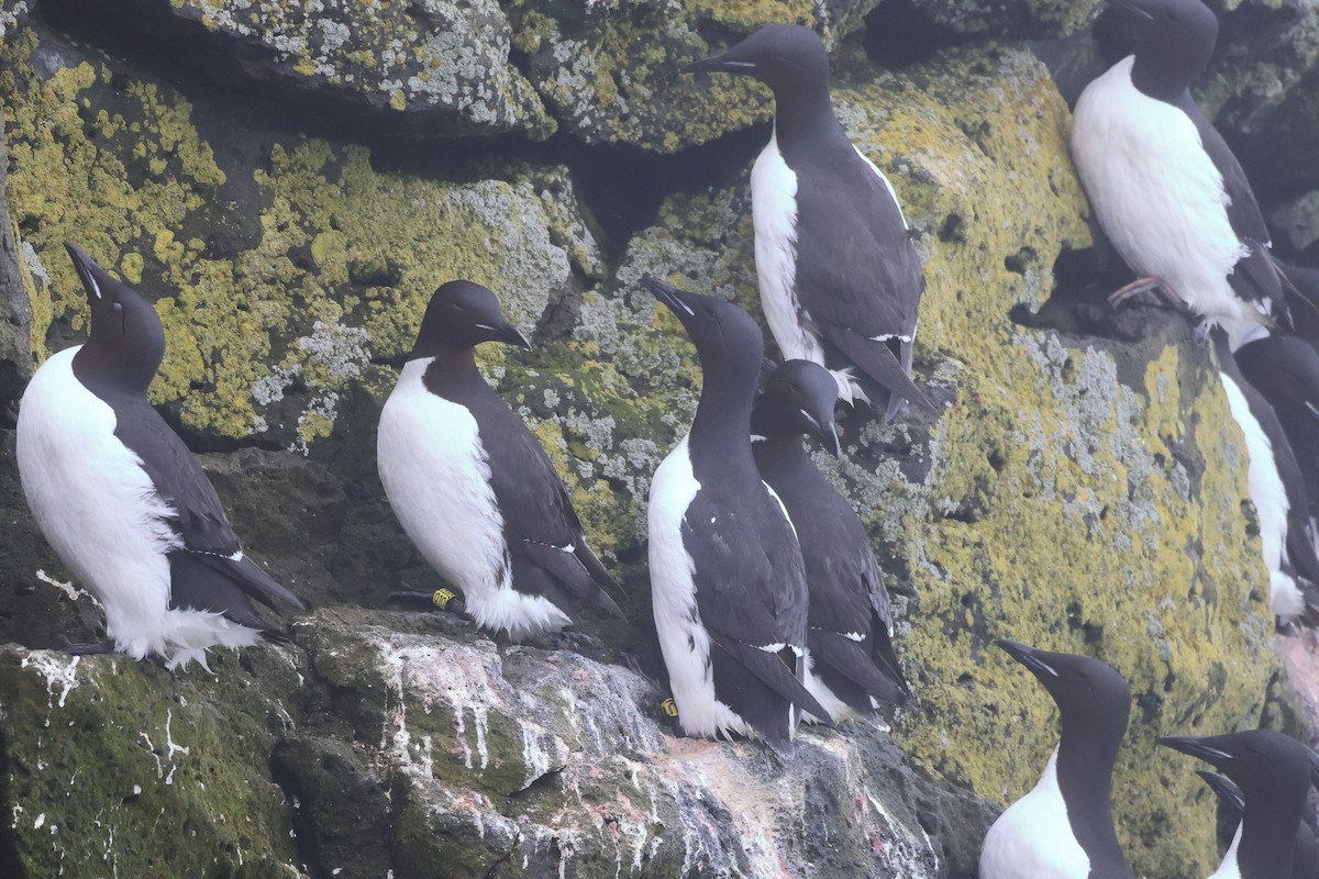 Thick-billed Murre - ML619715305