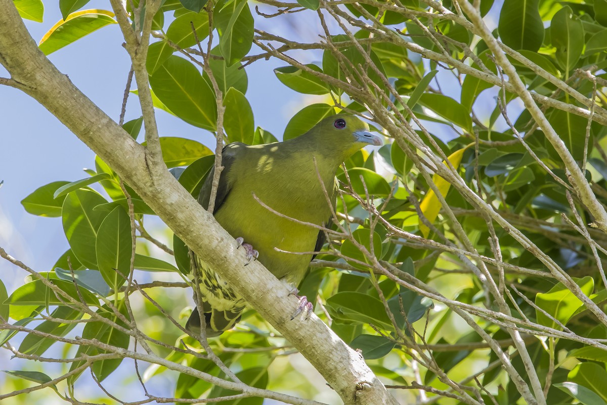 Whistling Green-Pigeon (Ryukyu) - ML619715315