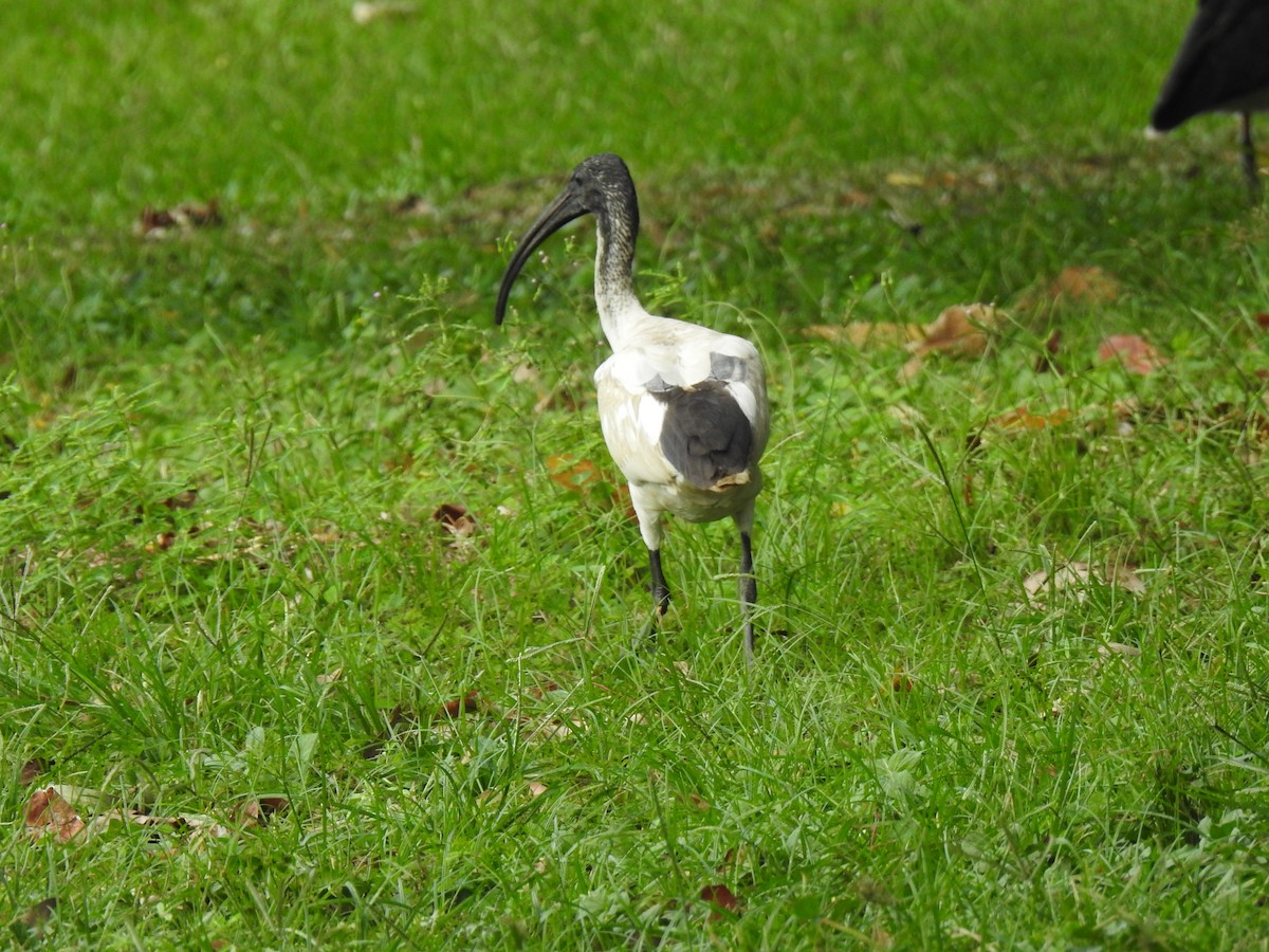 ibis australský - ML619715353