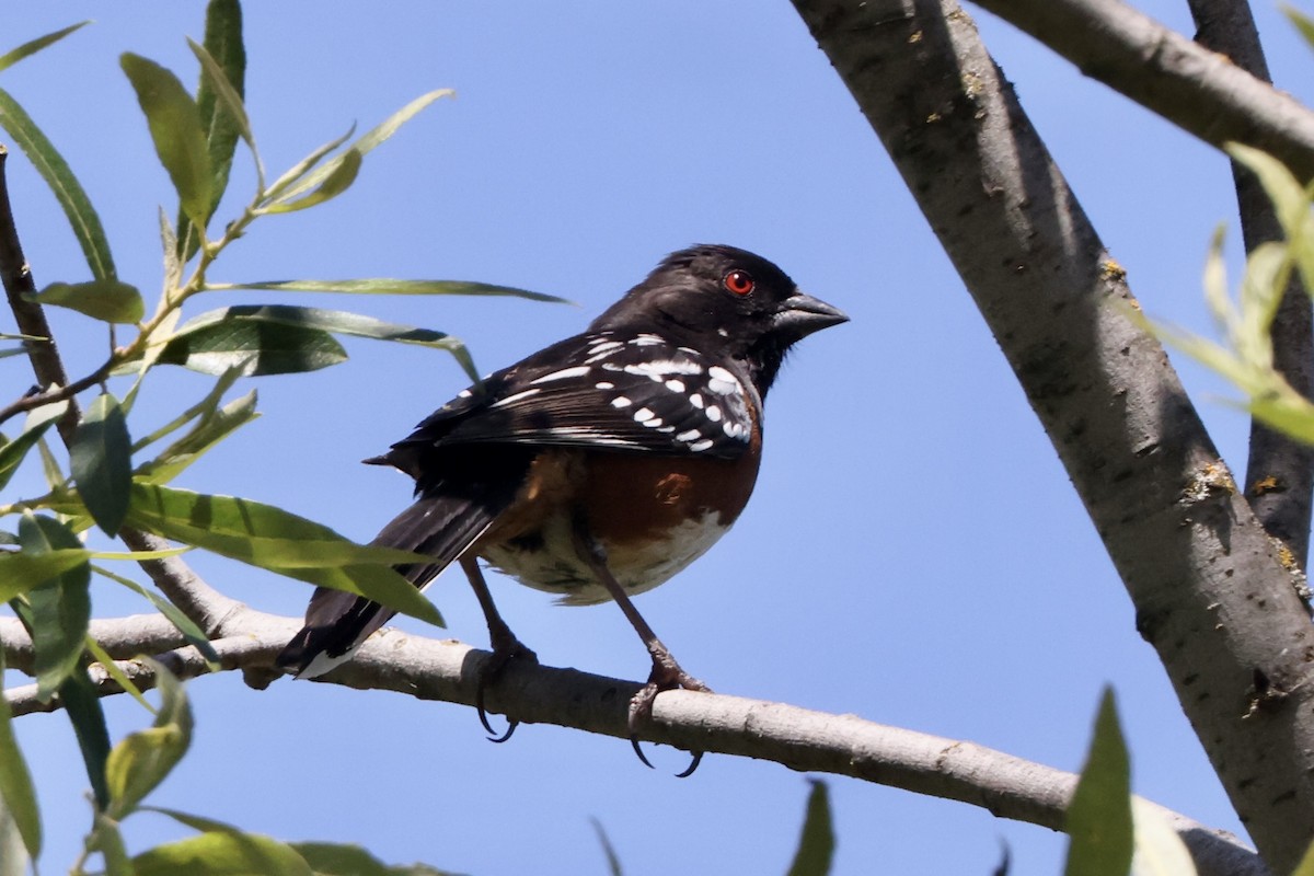 Spotted Towhee - ML619715371