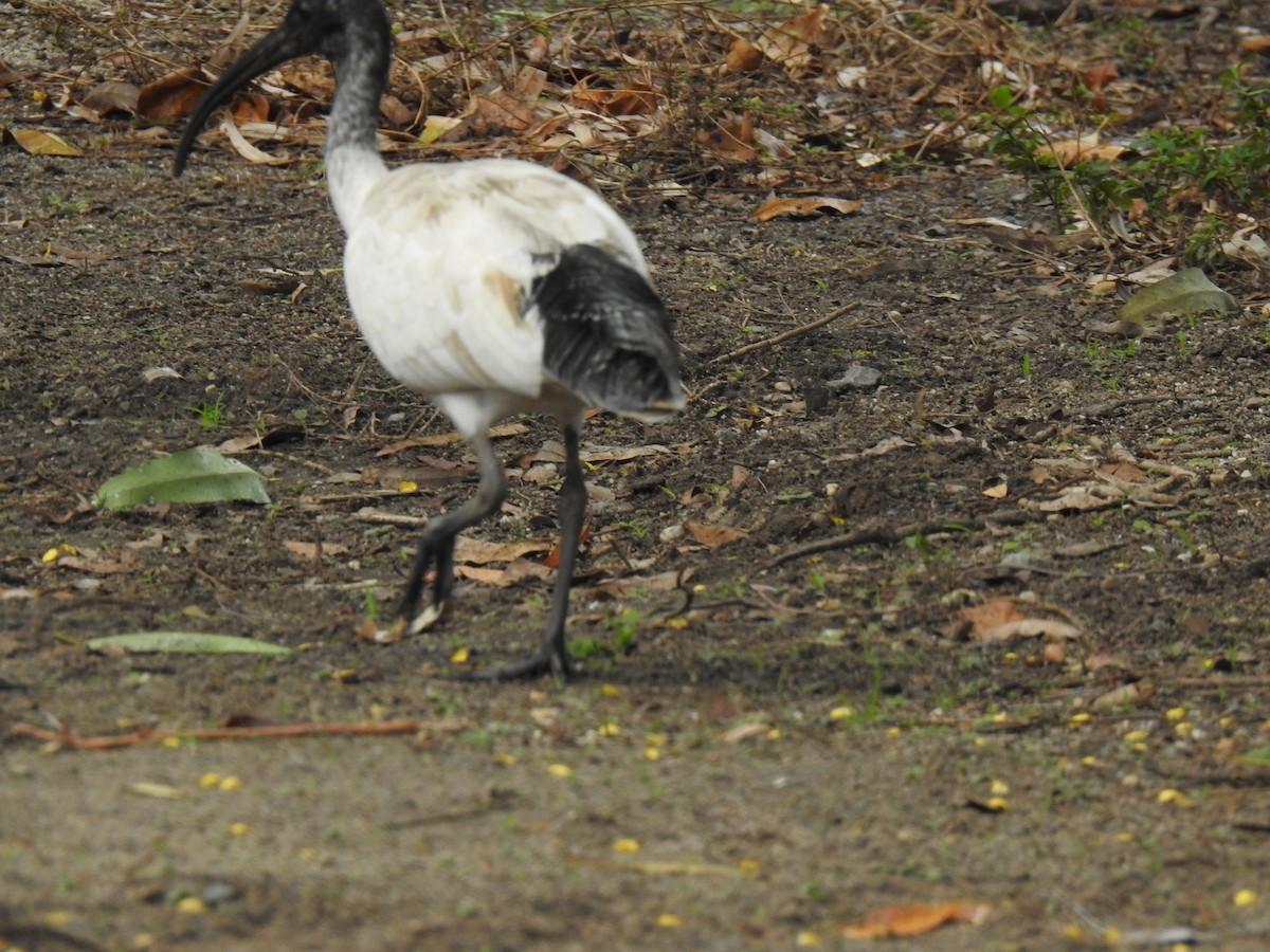 ibis australský - ML619715416