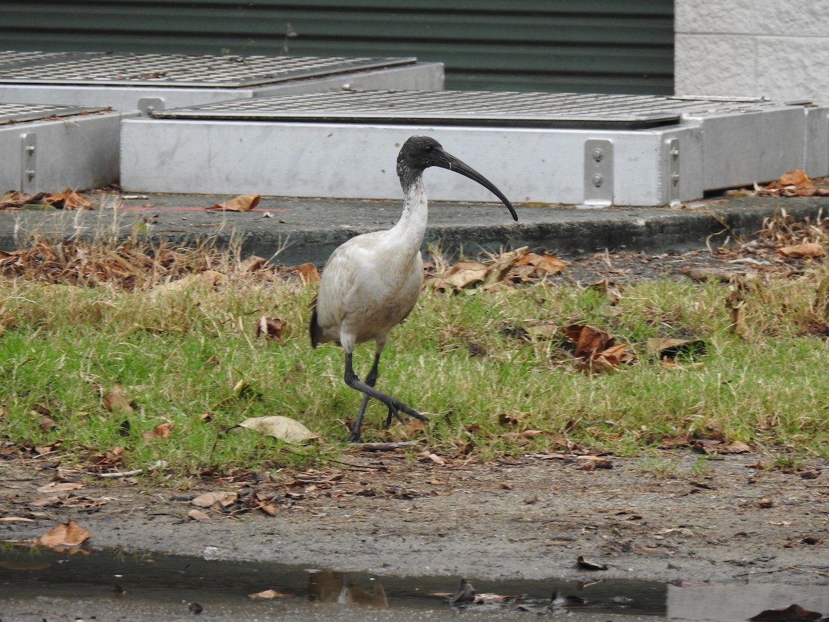 ibis australský - ML619715417
