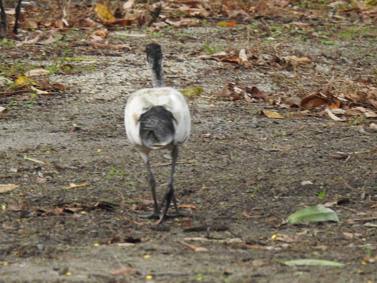 ibis australský - ML619715420