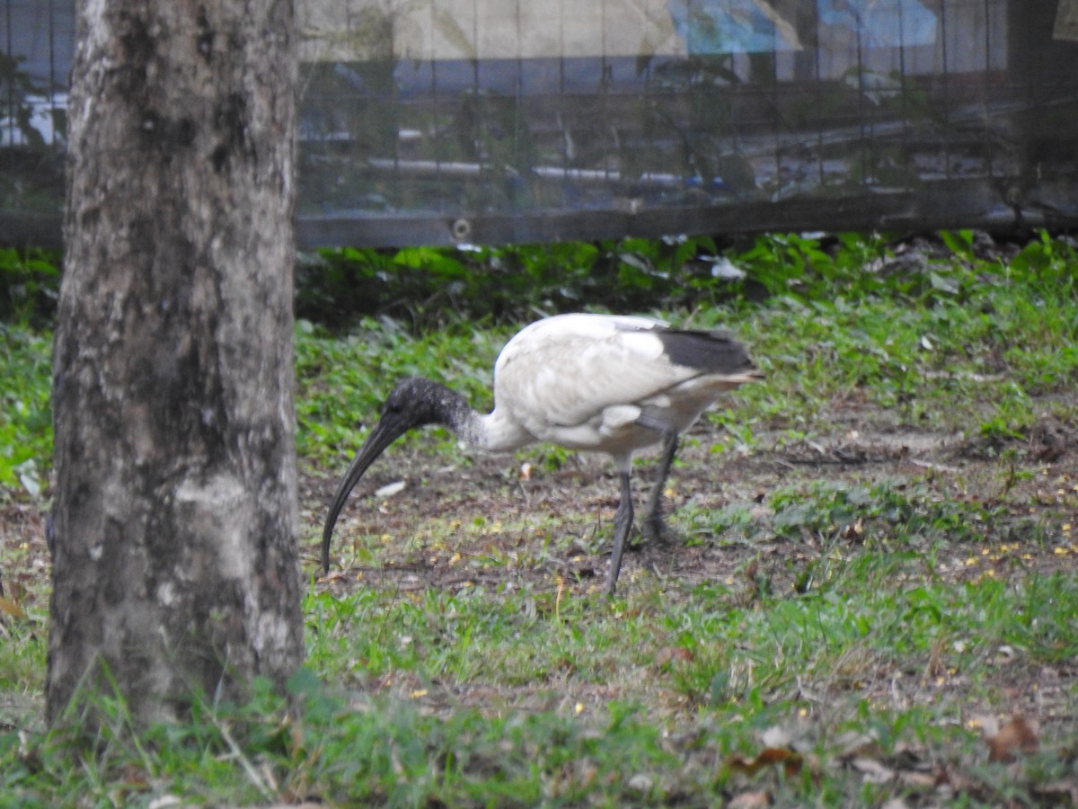 ibis australský - ML619715422