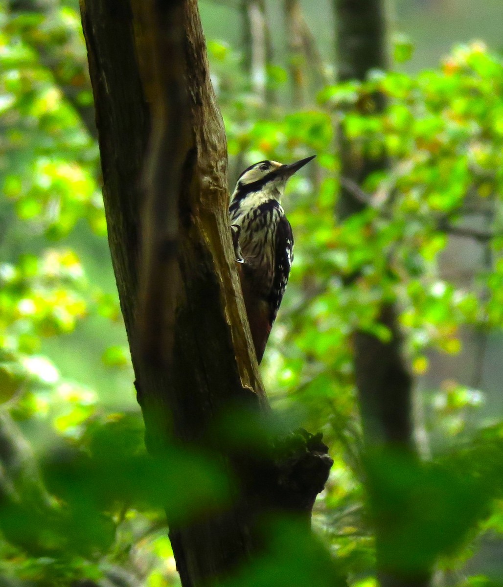 White-backed Woodpecker (Lilford's) - ML619715434