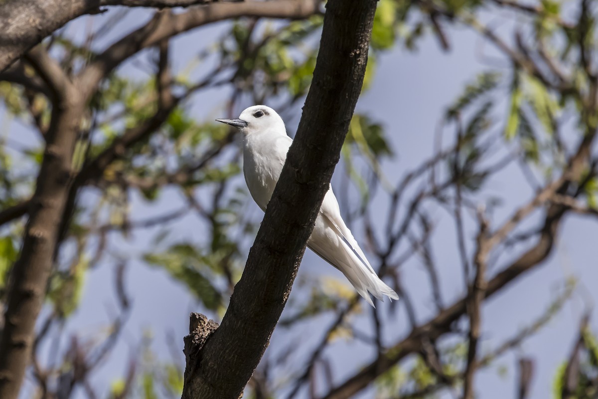 White Tern (Pacific) - ML619715442