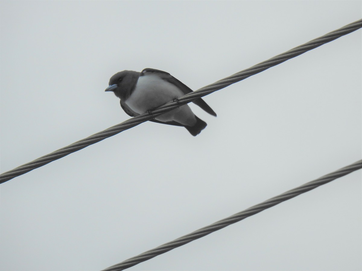White-breasted Woodswallow - ML619715454