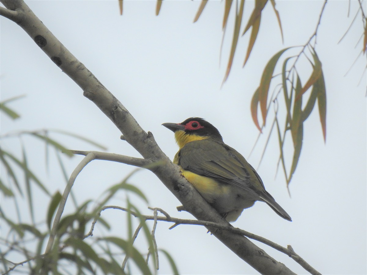 Australasian Figbird - ML619715461